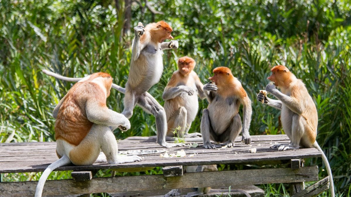 沙巴景點 洛高宜野生動物園