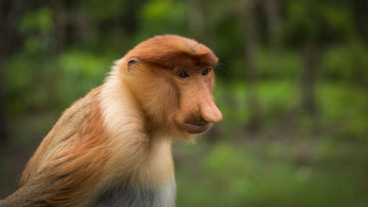 洛高宜野生動物園