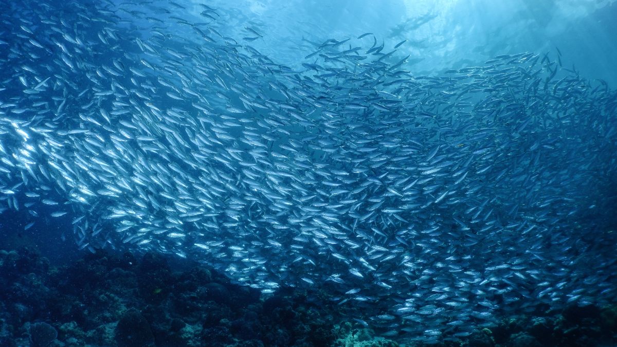 宿霧墨寶沙丁魚