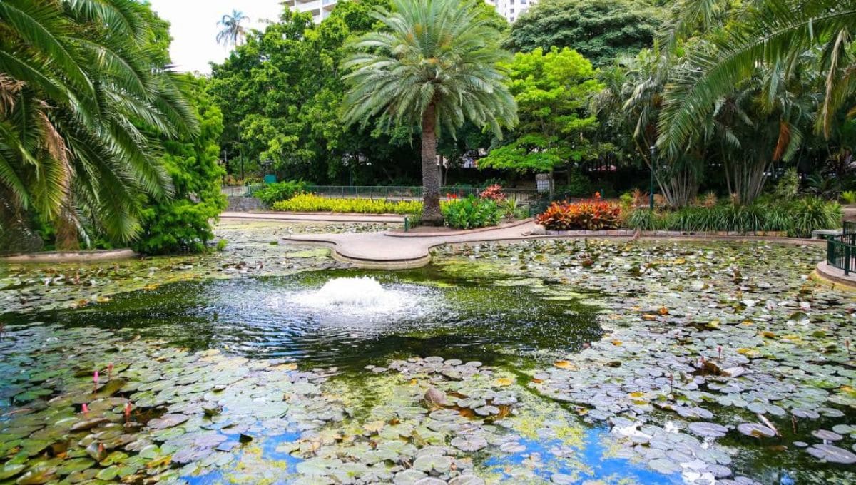 布里斯本旅遊景點－布里斯本市立植物園