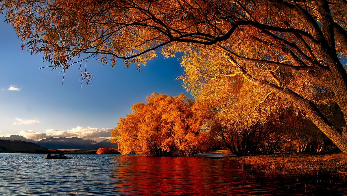 紐西蘭南島景點 5－蒂卡波湖 (Lake Tekapo)