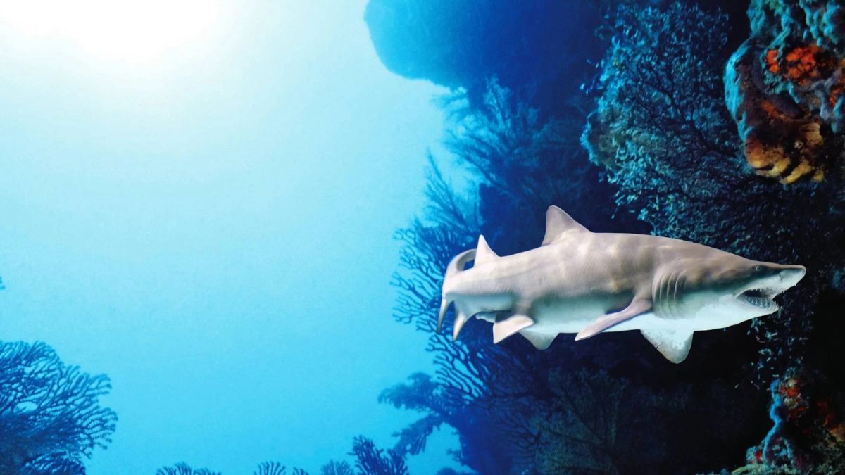 吉隆坡景點 吉隆坡城中城水族館