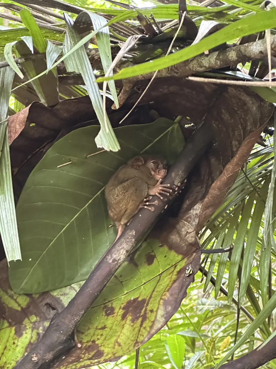 ibreeze 語言學校